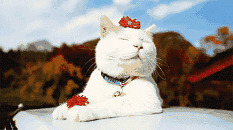 6.gif