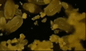 02.gif