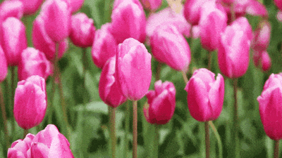 01.gif