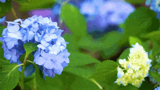 02.gif